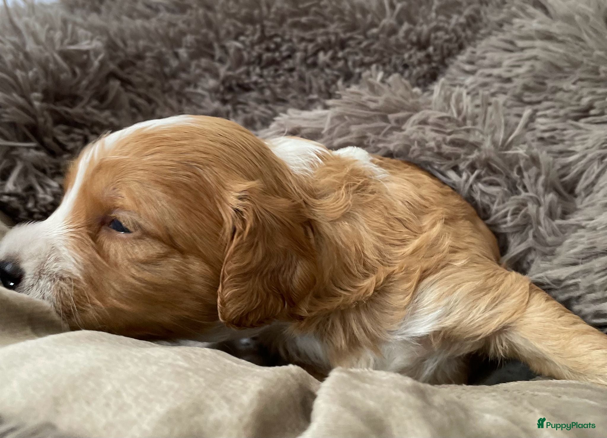 Australian Labradoodle honden te koop: Nestje Australian Labradoodles mini - Advertentie 17