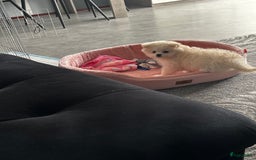 Nederlandse Schapendoes honden te koop: Boomer/pomeranian breed  - Afbeelding 3