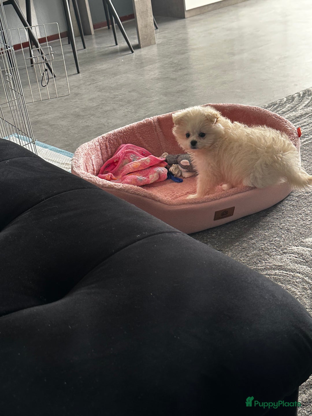 Nederlandse Schapendoes honden te koop: Boomer/pomeranian breed  - Afbeelding 3