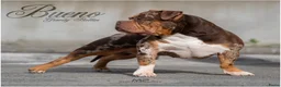 Amerikaanse Bully honden ter dekking: American Bully pocket dekreu  - Advertentie 4