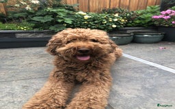 Labradoodle honden te koop: Labradoodle x Australian Labradoodle  in Oosterhout - Afbeelding 10