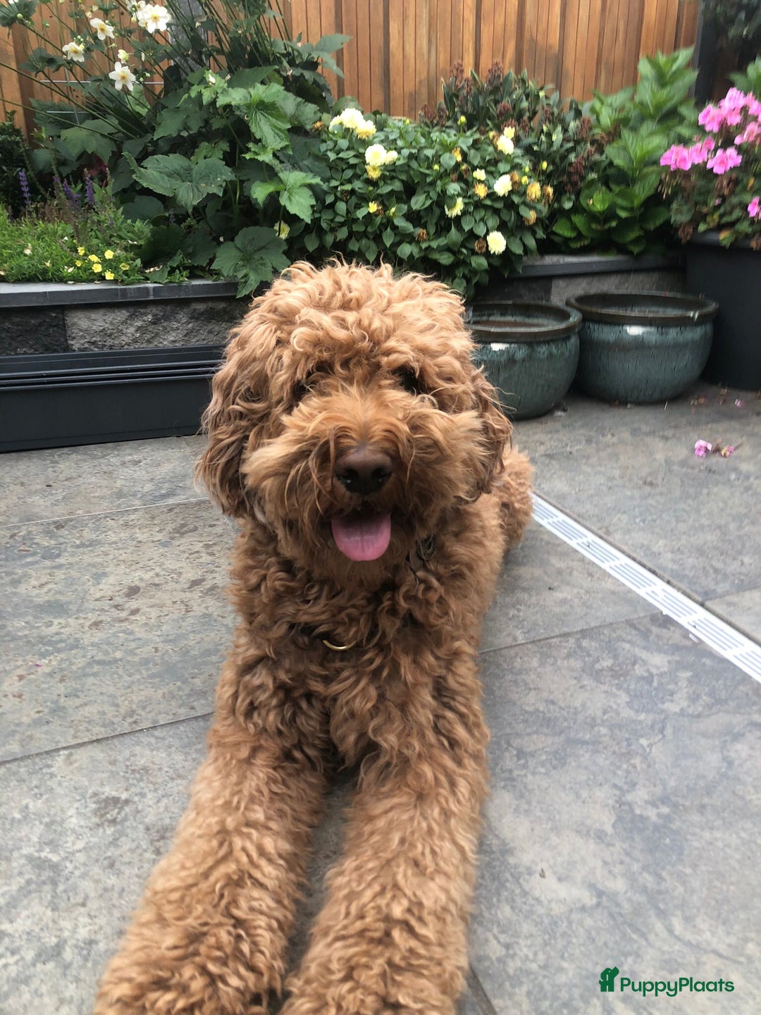 Labradoodle honden te koop: Labradoodle x Australian Labradoodle  in Oosterhout - Afbeelding 10