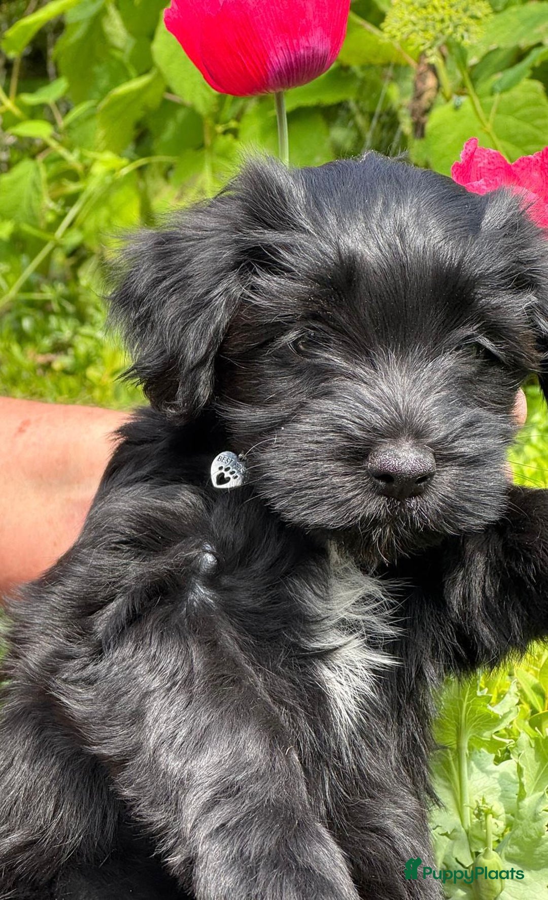 Havanezer honden te koop: Prachtige havanezermeisjes met stamboom - Afbeelding 1