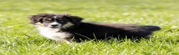 Australian Shepherd honden te koop: Miniature australian shepherd puppy’s MAS in Hellendoorn - Advertentie 5