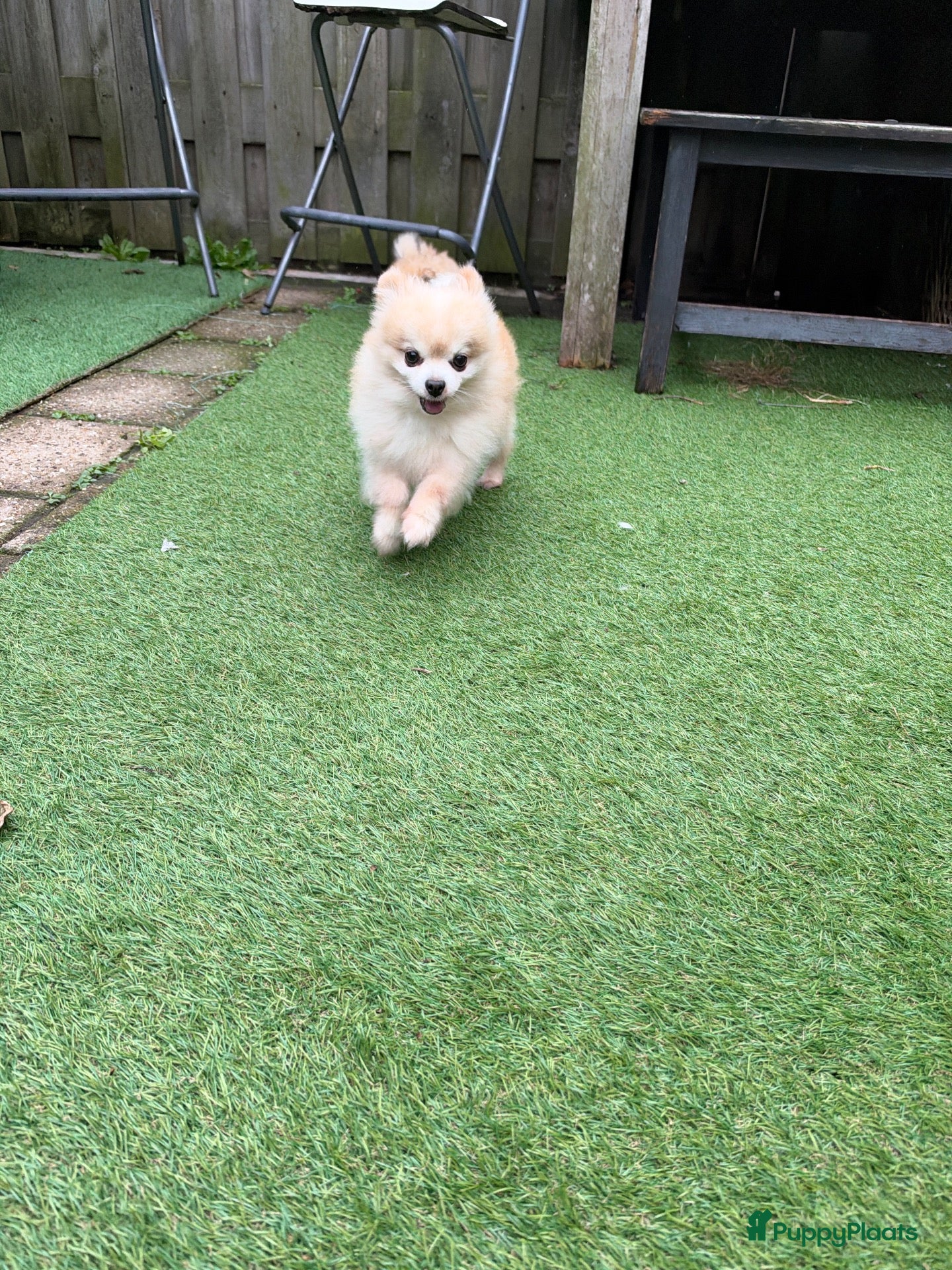 Pomeriaan honden Pomeriaan puppy’s  - Advertentie 2