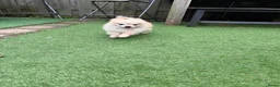 Pomeriaan honden te koop: Pomeriaan puppy’s  - Advertentie 1