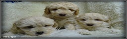 Labradoodle honden te koop: Labradoodle pups F4 +/- 45 cm - Advertentie 11