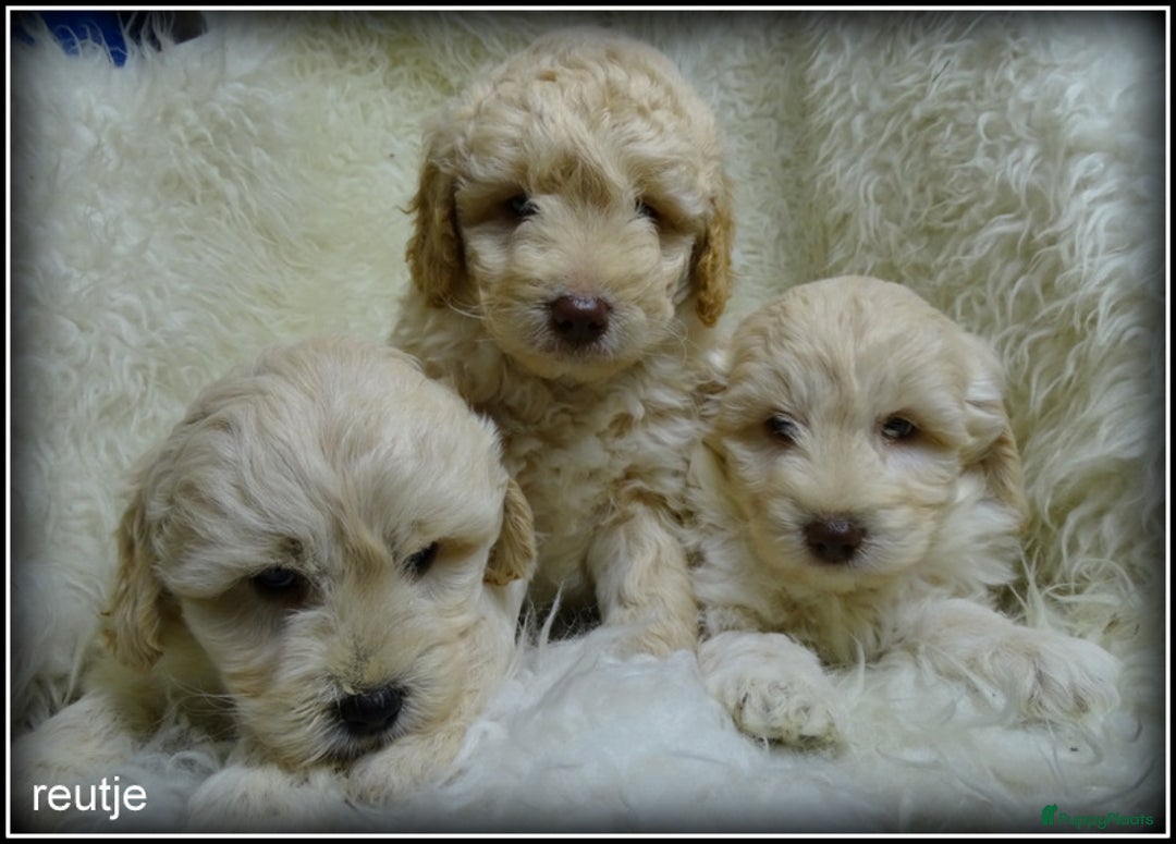 Labradoodle honden te koop: Labradoodle pups F4 +/- 45 cm - Advertentie 11
