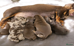 Teckel (korthaar)  honden te koop: De allermooiste dwergteckel pupjes!! - Afbeelding 36