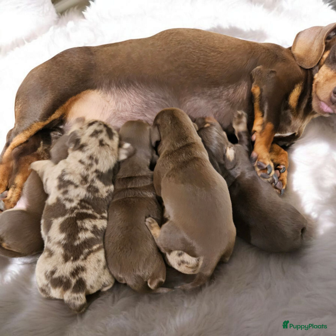 Teckel (korthaar)  honden te koop: De allermooiste dwergteckel pupjes!! - Afbeelding 36
