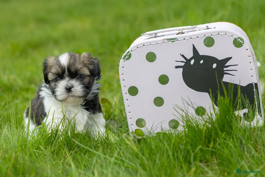 Boomer honden te koop: Lieve boomer shitzu pups in Ede - Advertentie 2