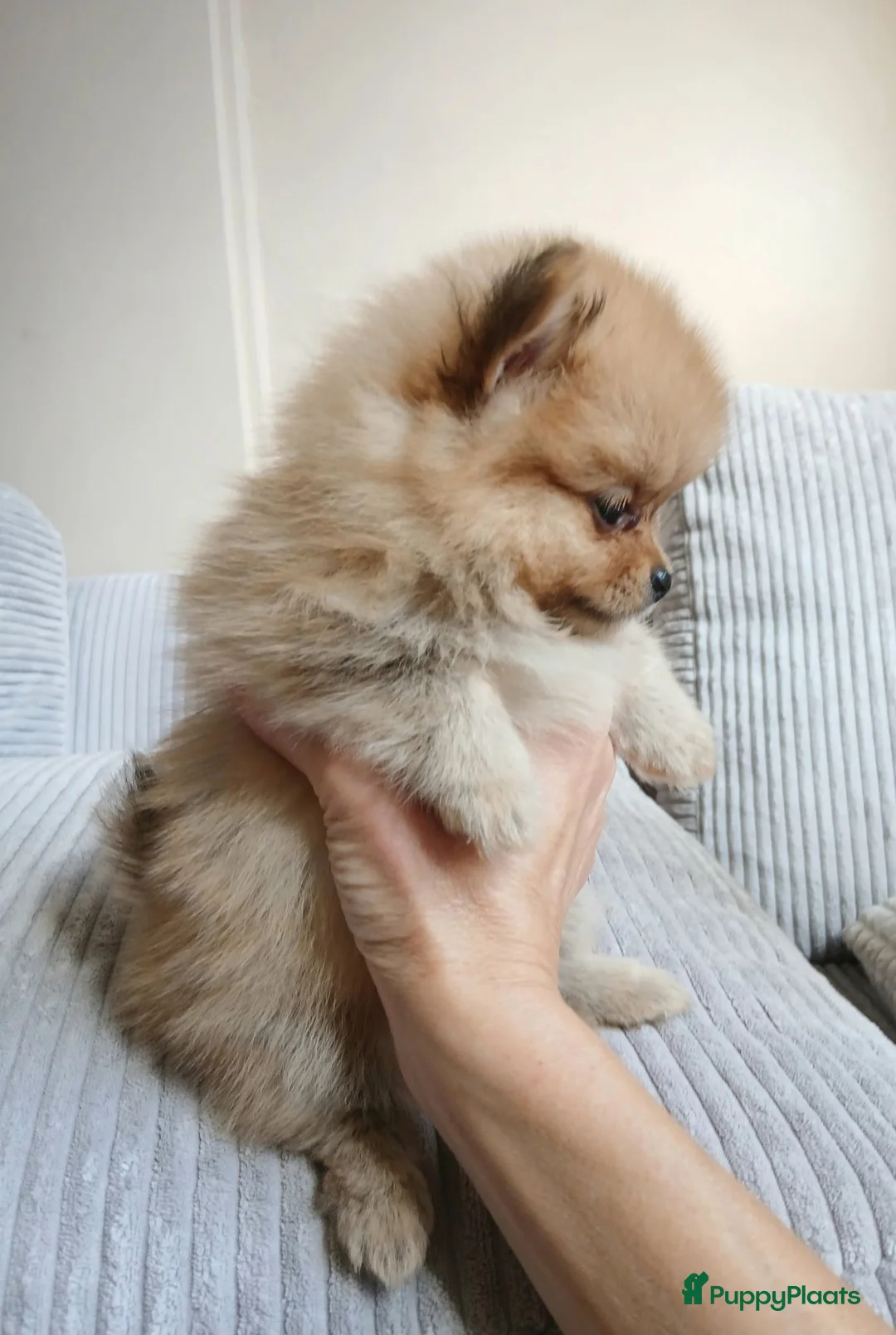 Pomchi honden te koop: Pomeriaan pups - Advertentie 2