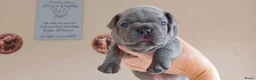 Franse Bulldog honden te koop: Prachtige Franse Bulldog pups met stamboom - Advertentie 14