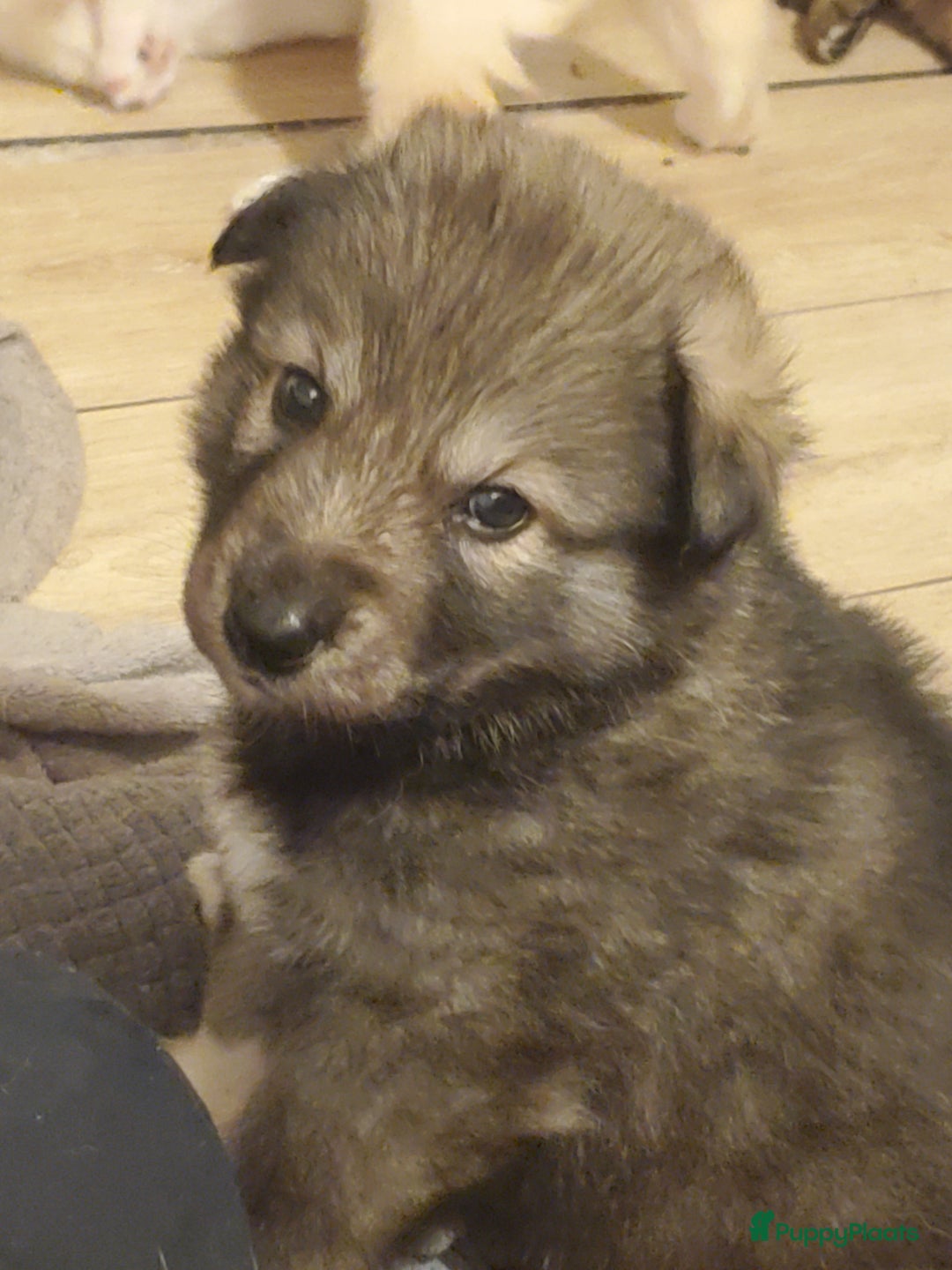 Kruising honden te koop: Kruising pups herder/husky - Advertentie 10