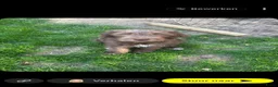 Labradoodle honden te koop: Labradoodle teefje - Advertentie 8