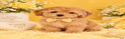 Maltipoo honden te koop: Maltipoo reutje super mooi, uit geteste ouders - Advertentie 3