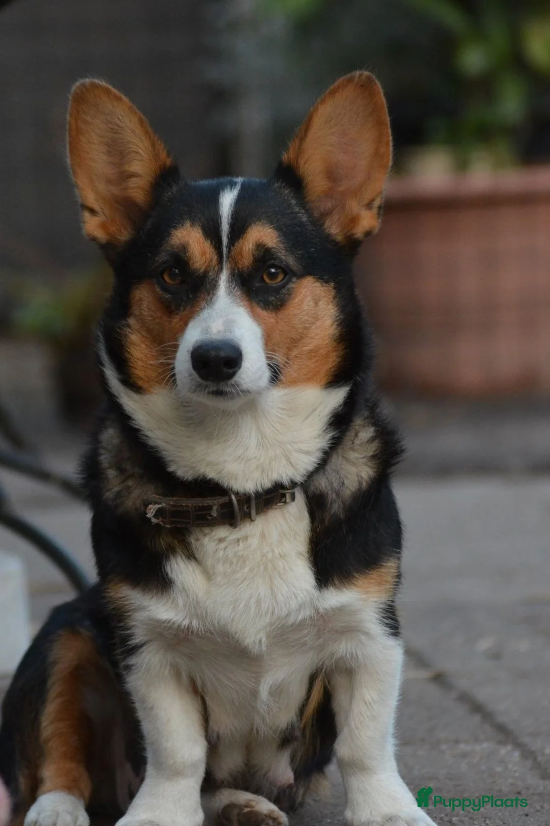 Welsh Corgi Cardigan honden te koop: Lieve sociale speels Welsh Corgi Cardigan puppys  in Heeswijk Dinther - Advertentie 8