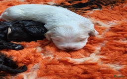 Barbet honden te koop: Prachtige barbet puppy's in Den Ham - Afbeelding 17
