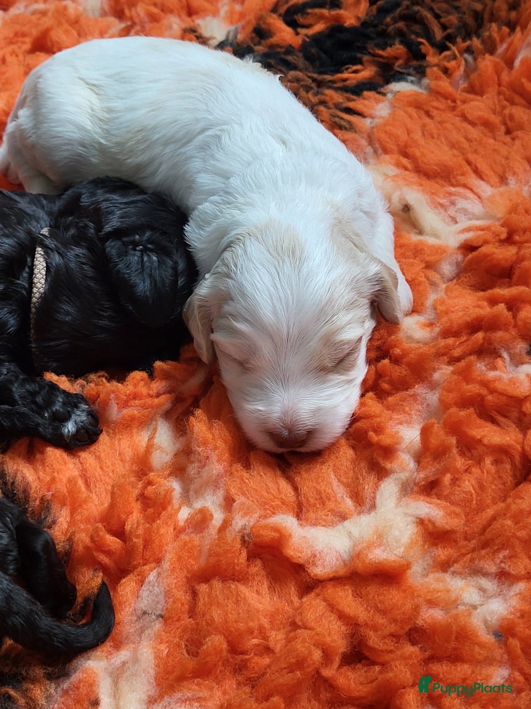 Barbet honden te koop: Prachtige barbet puppy's in Den Ham - Afbeelding 17
