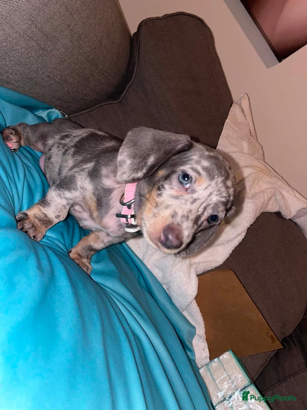 Teckel (korthaar)  honden te koop: 🐾 Prachtige Dwergteckel Blue & Tan pups 🐾 - Advertentie 25