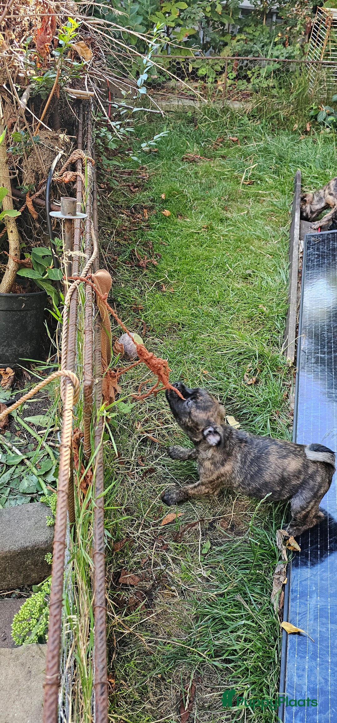 Kruising honden te koop: Kruising AHT American Hairless Terriër X Bulletje  in Hazerswoude-Rijndijk - Afbeelding 5