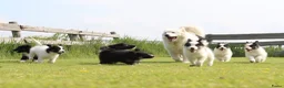 Kruising honden te koop: Prachtige dutch Laika's  - Advertentie 16