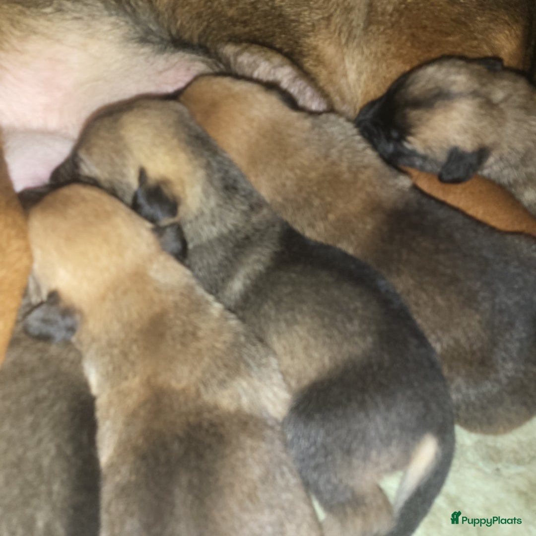 Kruising honden te koop: Mechelse herder × Ridgeback Mechelse herder - Advertentie 9