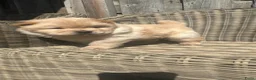 Chow Chow honden te koop: Mooie Chow Chow pups geboren - Advertentie 10