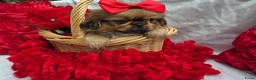 Pekingees honden te koop: Heel mooi Pekinees reutje - Advertentie 3