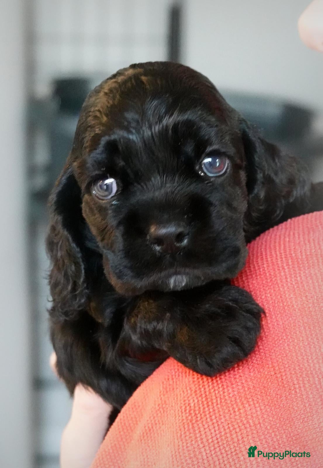 Amerikaanse Cocker Spaniel honden Puppy's Amerikaanse Cocker Spaniel - Advertentie 1