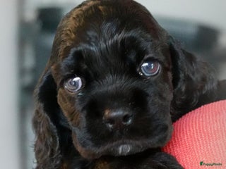 Amerikaanse Cocker Spaniel honden Puppy's Amerikaanse Cocker Spaniel - Advertentie 1