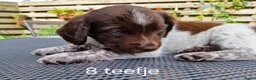 Friese Stabij honden te koop: Sasha en haar puppy's - Advertentie 10