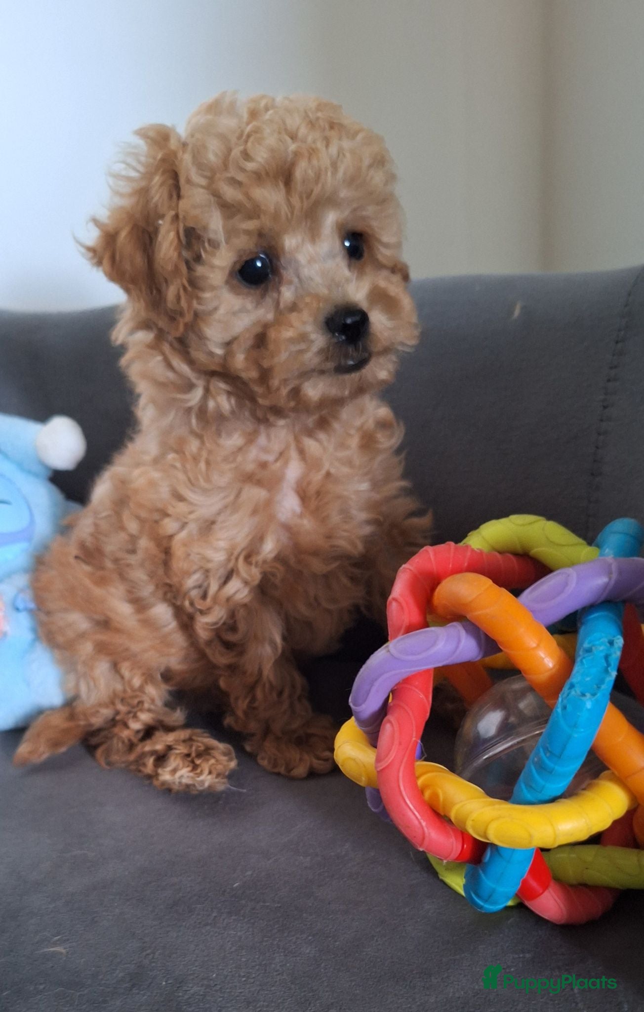 Poedel Toy honden toypoedel reu pups beschikbaar  - Advertentie 15