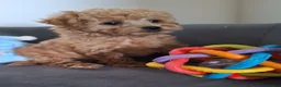 Poedel Toy honden te koop: toypoedel reu pups beschikbaar  - Advertentie 1