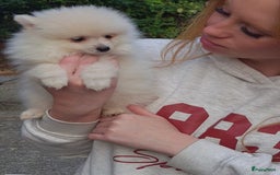 Pomeriaan honden te koop: 6(nog 2)Prachtig gekleurde kleine Pommeriaantjes!  - Advertentie 5