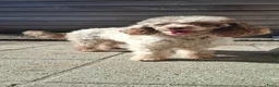 Poedel Toy honden te koop: UNIEK - choco merle dwerg poedel teefje - STAMBOOM - Advertentie 7
