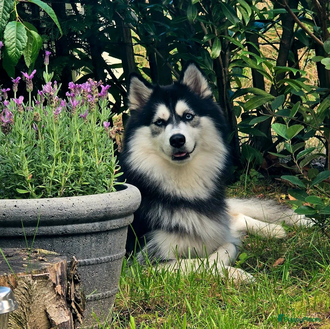 Pomsky honden te koop: Pomsky puppy's  met Husky looks - Advertentie 7