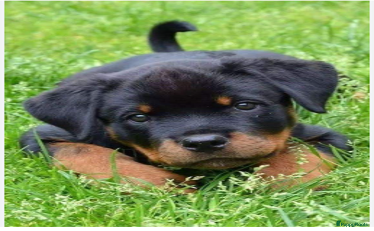 Kruising honden Bijzonder mooie puppy´s ¨TE KOOP¨!  - Advertentie 1