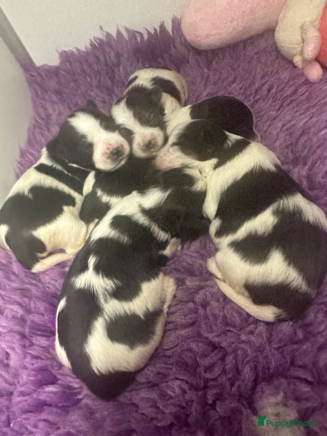 Yorkshire Terriër honden te koop: Biewer en Harlekijn Yorkshire Terrier pups - Advertentie 2