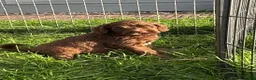 Labradoodle honden te koop: Multigen medium chocolade labradoodle pups - Advertentie 6