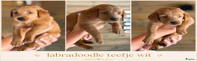 Labradoodle 6