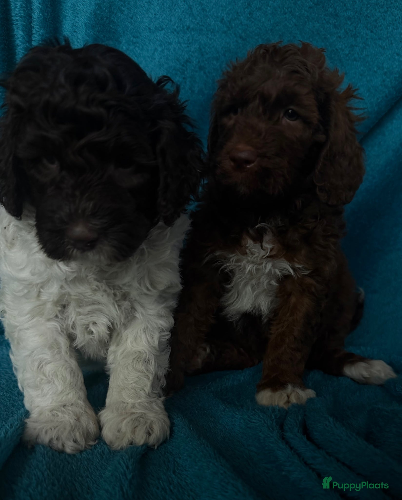 Australian Labradoodle honden Geweldig bruine medium Australian Labradoodle pups - Advertentie 2