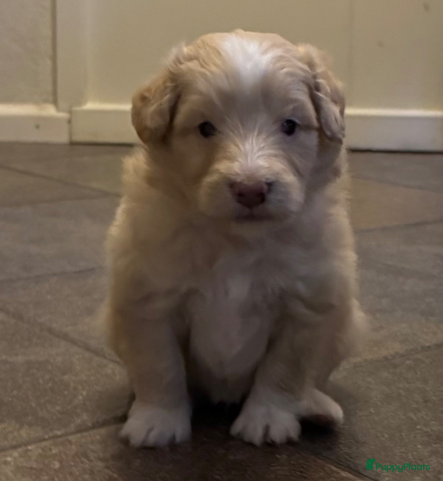 Kruising honden Sheltidoodle  - Advertentie 2