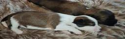 Tibetaanse Terriër honden te koop: Raszuivere Tibetaanse Terriër pups  - Advertentie 10