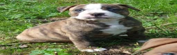 Amerikaanse Bulldog honden te koop: Mooie Amerikaanse Bulldog pups  - Advertentie 14