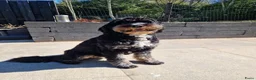 Bernedoodle honden te koop: Medium Bernedoodle - Advertentie 1