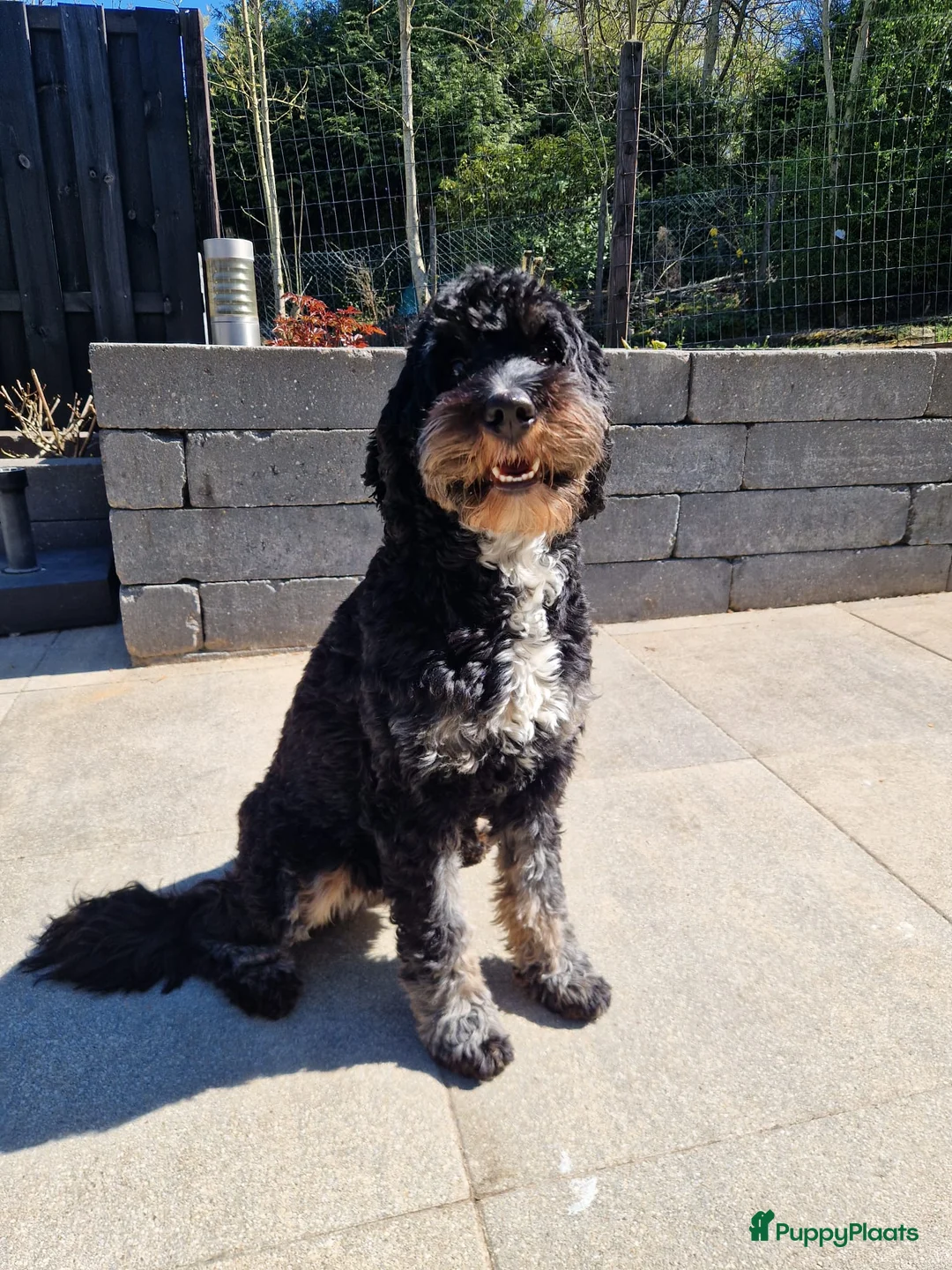 Bernedoodle honden te koop: Medium Bernedoodle - Advertentie 1