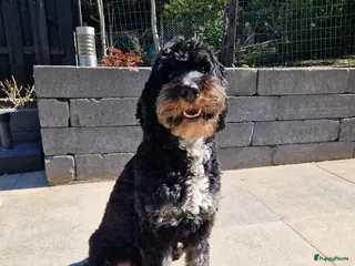 Bernedoodle honden Medium Bernedoodle - Advertentie 2