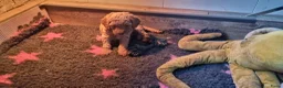 Labradoodle honden te koop: labradoodle pups zo goed als zindelijk🥰  - Advertentie 11