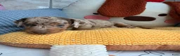 Dwergteckel honden te koop: Dwergteckel pups - Advertentie 6